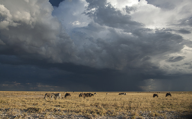cebras bajo un cielocon nubarrones casi negros tormentosos sobre el bush del Parque Nacional de Etosha. 