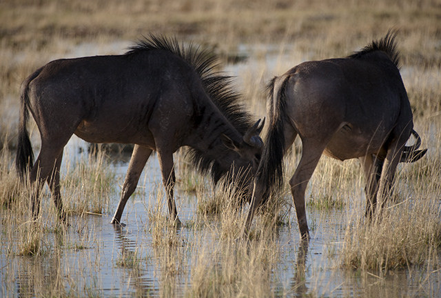 pareja de dos ñus bebiendo en Etosha N.P.