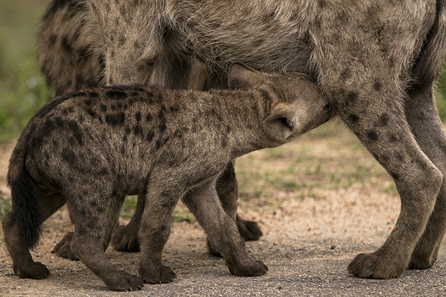 bebe hiena mamando. CVT
