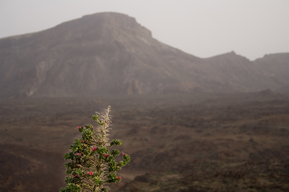 15-Garachico-Teno (5).jpg