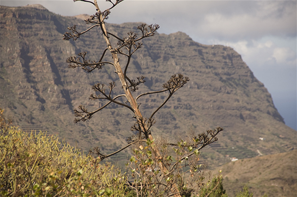 19-Gomera (4).jpg