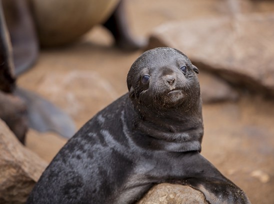 32141633440_57802359ab_z