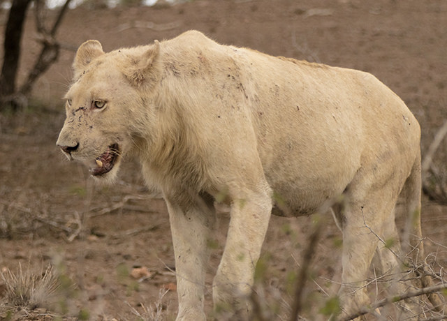 león blanco en Kruger N.P.