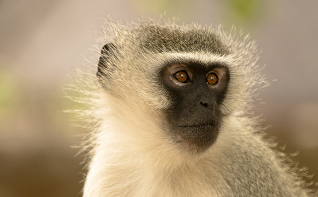 32188229130_3aeedaf812_o