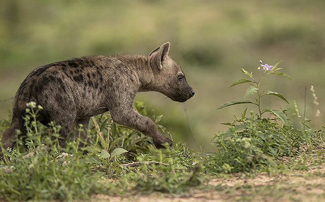 32412303102_d2dc19c286_z