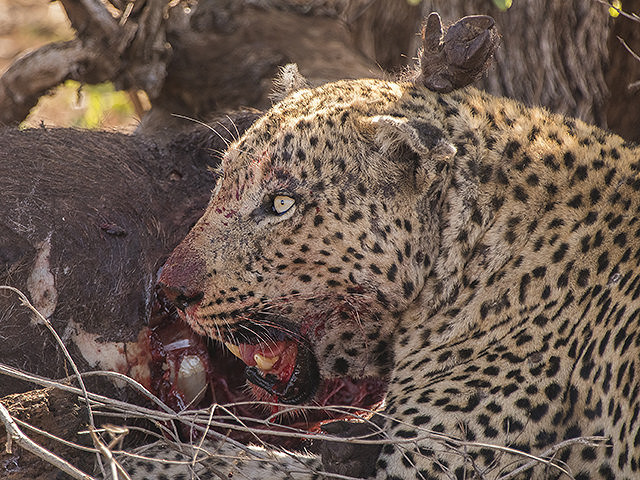 32524245516_78c09c73e6_z