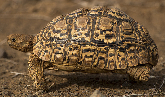 32524246886_574305afea_z