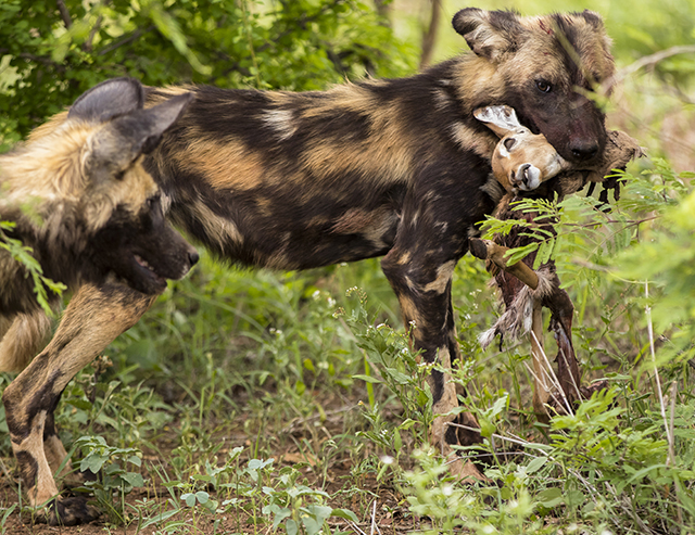 perro salvaje con presa en Kruger National Park sudafrica