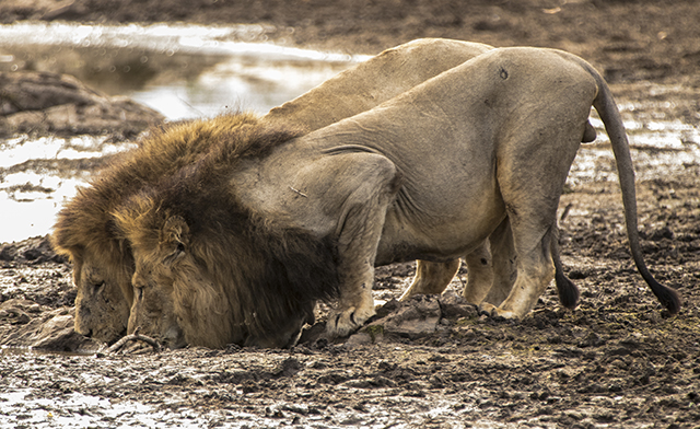 32565219705_7d6a097e47_o