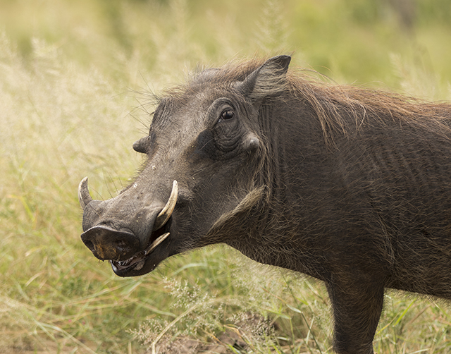 33093395714_bc1ddf5fa6_o