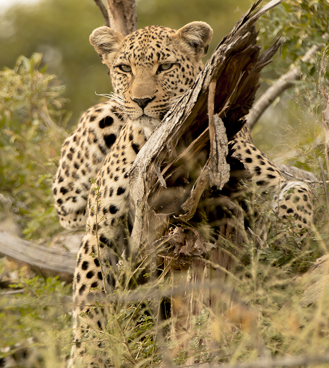 Leopardo en Kruger National Park