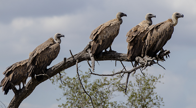 33183586314_e75019c4c1_o