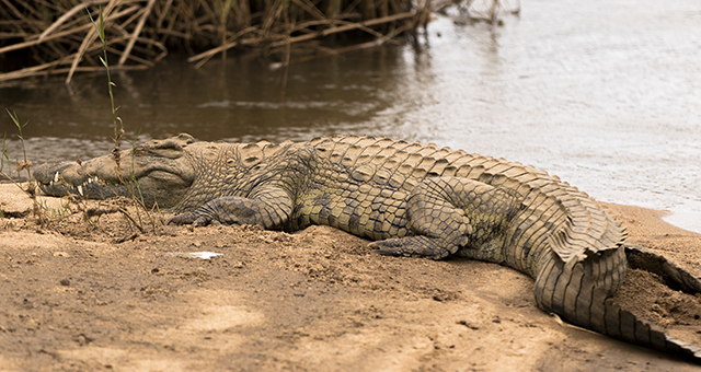 33781282822_3d008aceba_o