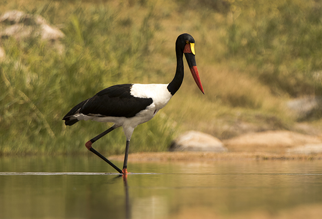 33806797001_b6819f3c6b_o