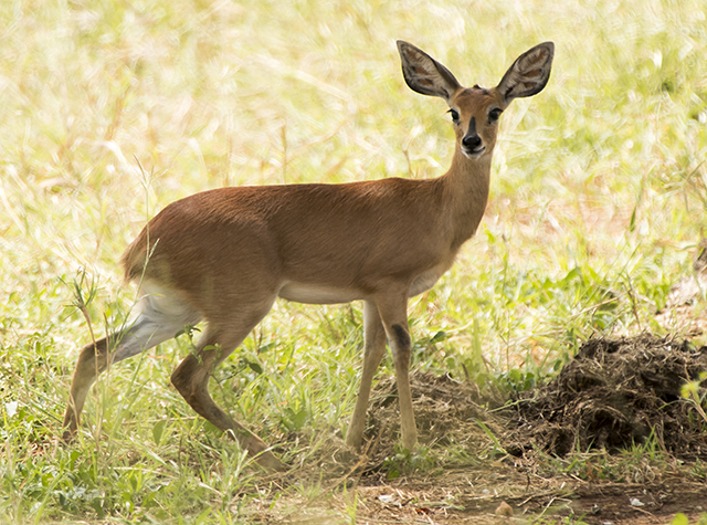 33809627871_a1e7a92123_o