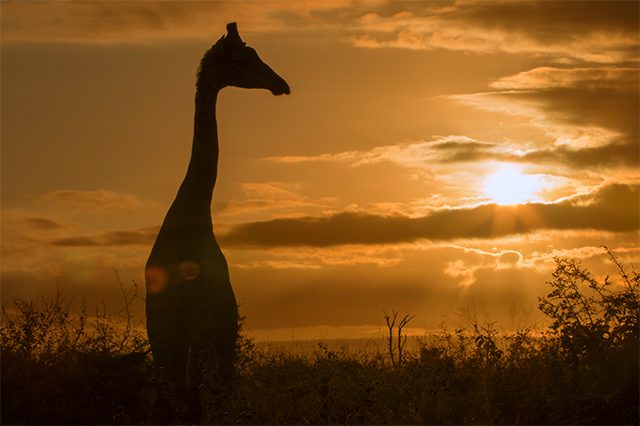 33897650136_209e4dc537_o