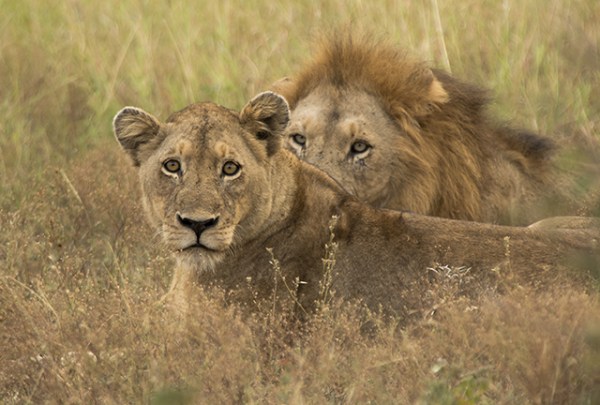 33936927165_3217a9fe58_o