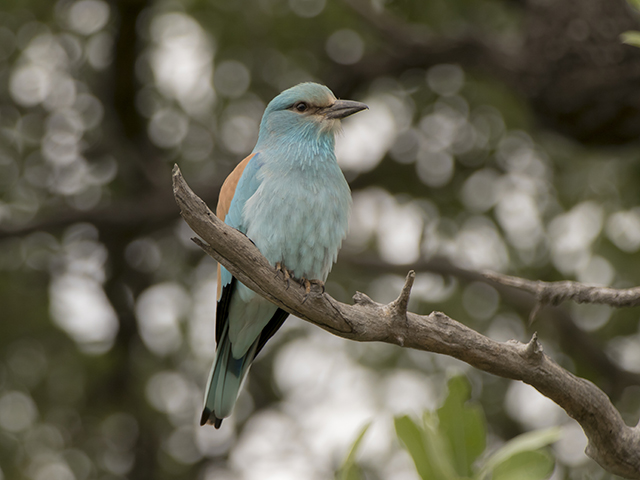 33936993185_5411ca2dc2_o