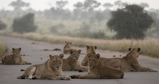 33937012145_4b1b304e75_o