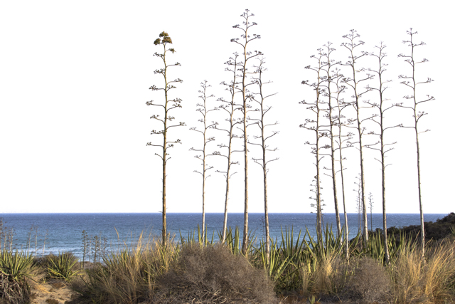 _MG_0009 copia 2.jpg