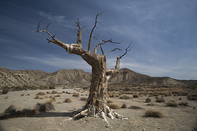 El árbol del infortunio desierto Almería