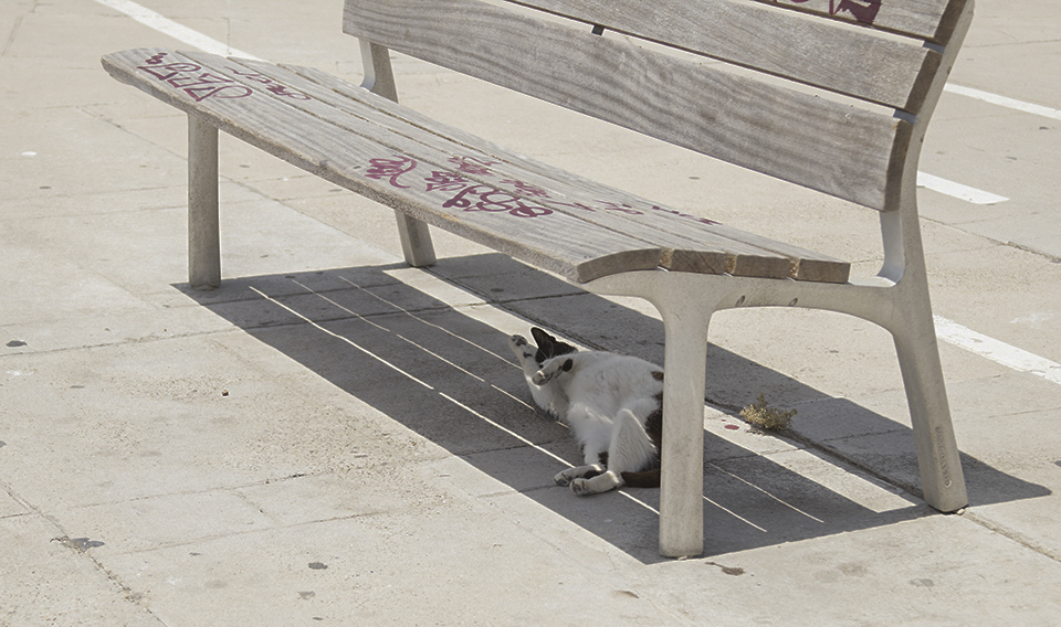 gatos en Cádiz malecón Te cuento de viajes