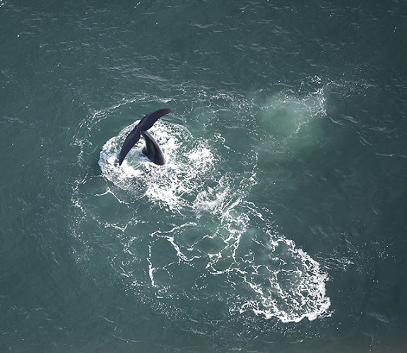 Ballenas desde vuelo panorámico Sudáfrica