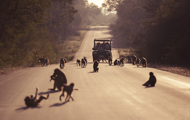 estado carreteras Kruger National park