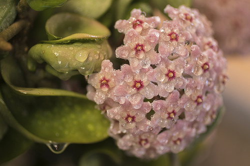 la flor mas bonita del mundo, flor de la cera (hoya carnosa)