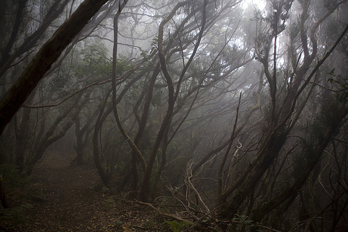 bosque de niebla en la Gomera