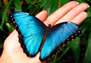 mariposa morpho costa rica