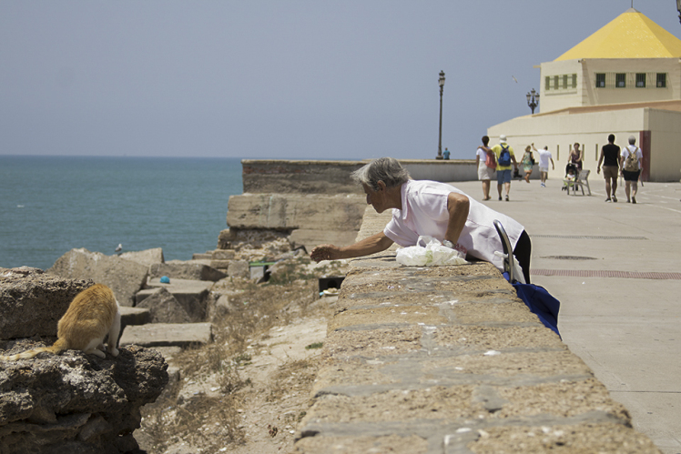 historia de gatos callejeros
