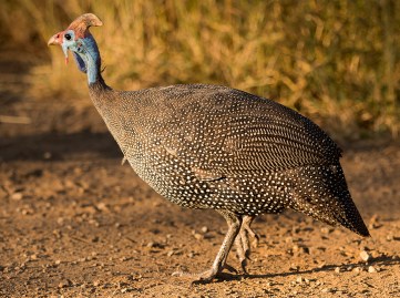 Guinea fowl