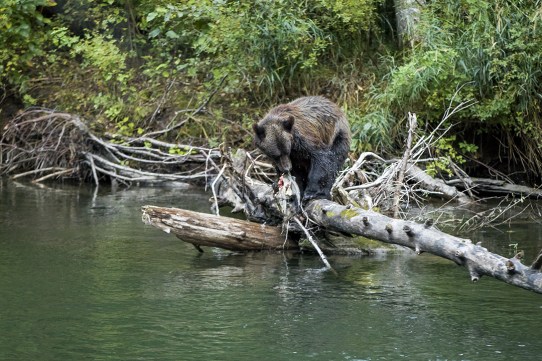 Oso grizzli Bella Coola Canadá Te cuento de viajes