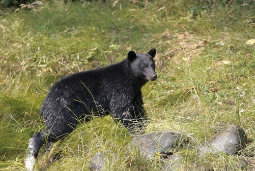 oso negro Ucluelet