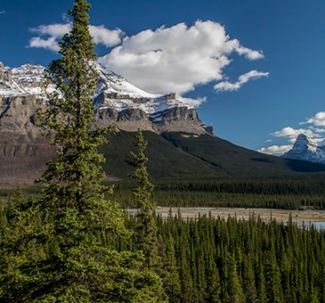 icefield parkway