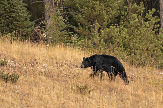 Oso negro en Banff