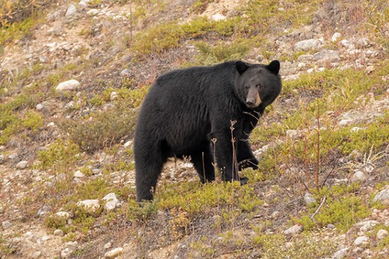 Oso negro en bow valley parkway banff