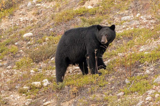 Oso negro en bow valley parkway banff