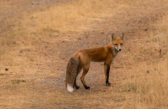 zorro en bow valley parkway