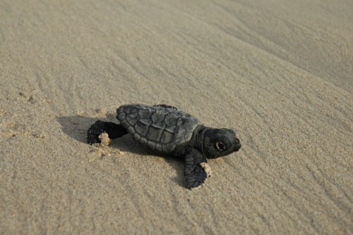 bvc042b2528ix25292b081red