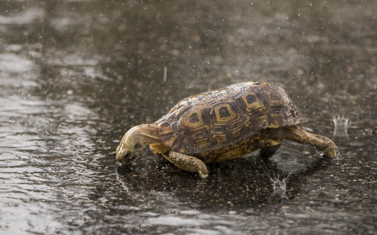 Tortuga en Kruger N. P. Sudáfrica