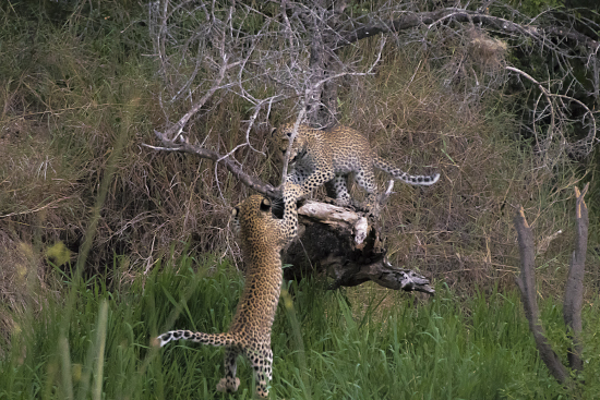 crías de leopardo jugando en Kruger N.P. Sudáfrica