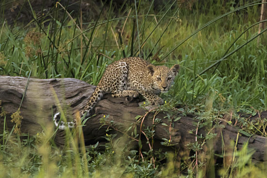cría de leopardo Kruger National park. Sudáfrica