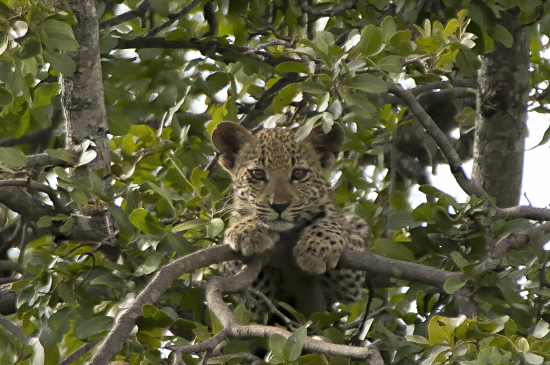 Leopardo cría en Kruger N.P. Sudáfrica