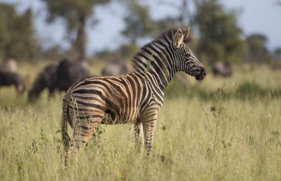 Cría de cebra en Kruger National Park, Sudáfrica