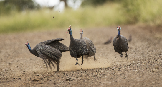 gallinas de guinea en Kruger National Park, Sudáfrica
