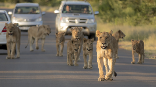 avistamiento de leones en la carretera de Lower Sabie, Kruger National Park. Sudáfrica
