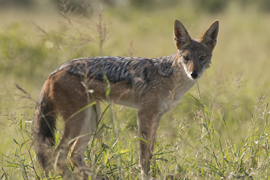 chacal en Kruger N.P. Sudáfrica