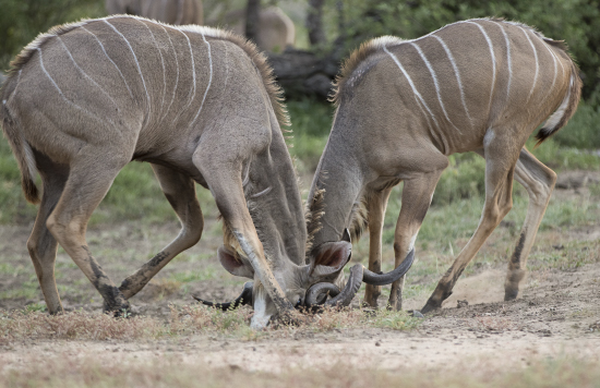 kudus en Kruger N.P. Sudáfrica